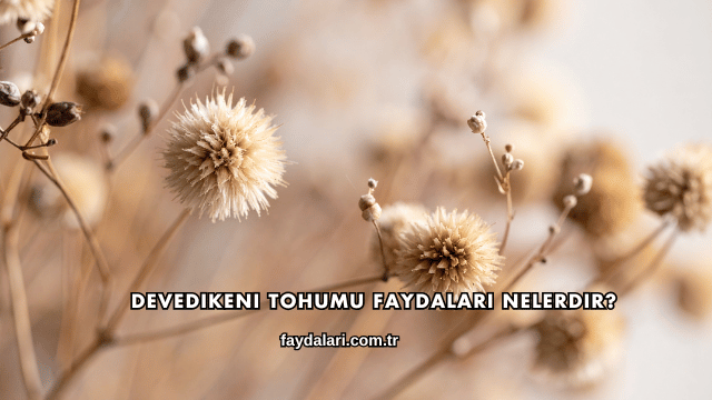 Devedikeni Tohumu Faydaları Nelerdir?