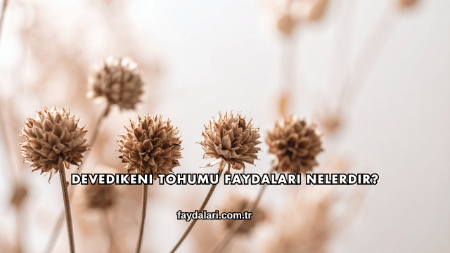 Devedikeni Tohumu Faydaları Nelerdir?