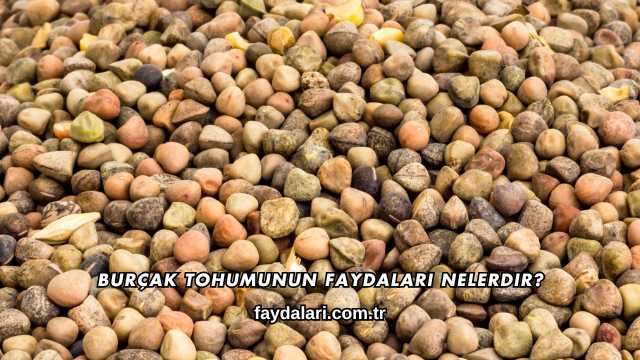 Burçak Tohumunun Faydaları Nelerdir?