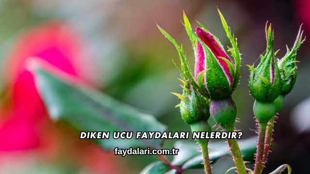 Diken Ucu Faydaları Nelerdir?