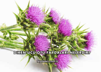 Diken Ucu Otu Faydaları Nelerdir?