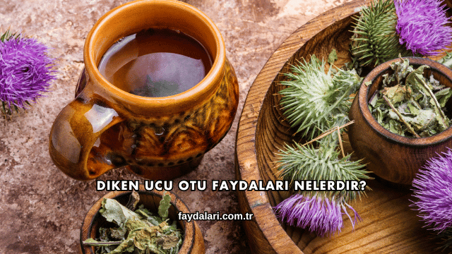 Diken Ucu Otu Faydaları Nelerdir?