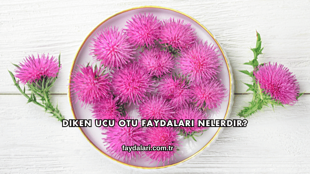 Diken Ucu Otu Faydaları Nelerdir?