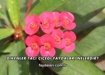 Dikenler Tacı Çiçeği Faydaları Nelerdir?