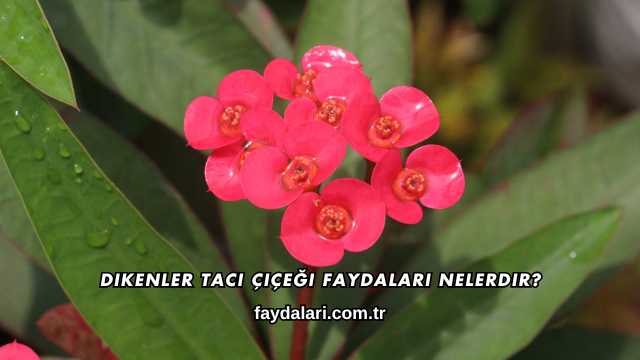 Dikenler Tacı Çiçeği Faydaları Nelerdir?