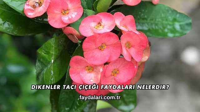 Dikenler Tacı Çiçeği Faydaları Nelerdir?