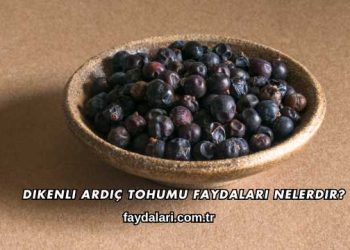 Dikenli Ardıç Tohumu Faydaları Nelerdir?
