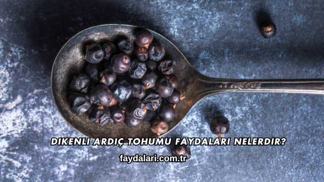 Dikenli Ardıç Tohumu Faydaları Nelerdir?