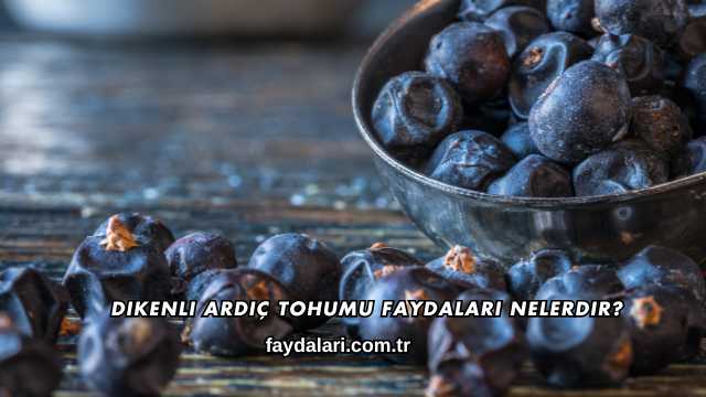 Dikenli Ardıç Tohumu Faydaları Nelerdir?