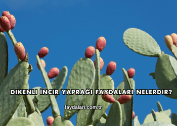 Dikenli İncir Yaprağı Faydaları Nelerdir?
