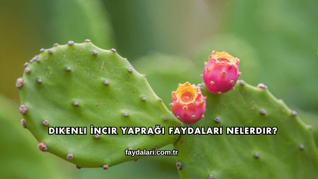 Dikenli İncir Yaprağı Faydaları Nelerdir?