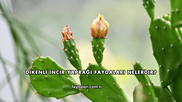 Dikenli İncir Yaprağı Faydaları Nelerdir?