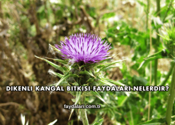 Dikenli Kangal Bitkisi Faydaları Nelerdir?