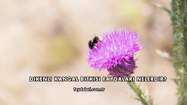 Dikenli Kangal Bitkisi Faydaları Nelerdir?