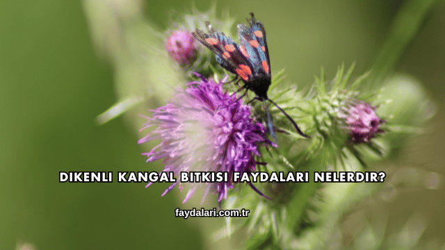 Dikenli Kangal Bitkisi Faydaları Nelerdir?