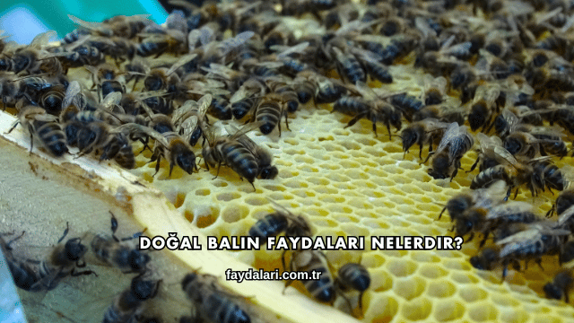 Doğal Balın Faydaları Nelerdir?