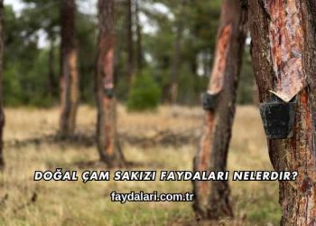 Doğal Çam Sakızı Faydaları Nelerdir?
