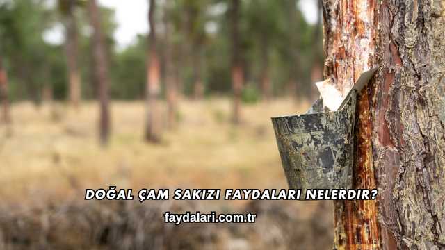 Doğal Çam Sakızı Faydaları Nelerdir?