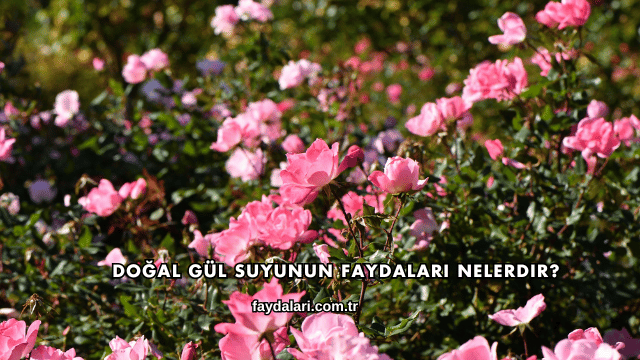 Doğal Gül Suyunun Faydaları Nelerdir?