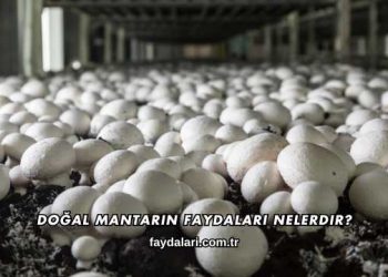 Doğal Mantarın Faydaları Nelerdir?