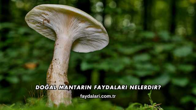 Doğal Mantarın Faydaları Nelerdir?