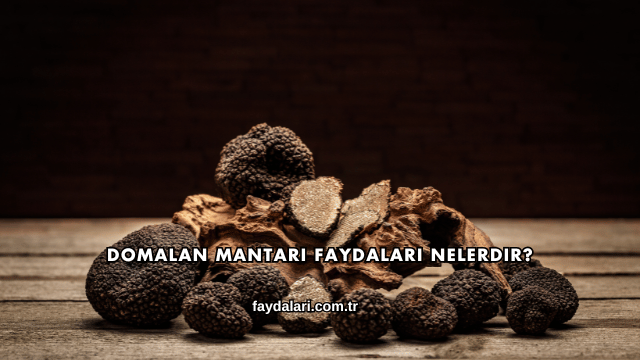 Domalan Mantarı Faydaları Nelerdir?