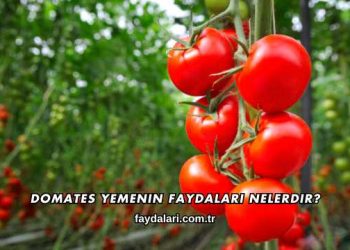 Domates Yemenin Faydaları Nelerdir?
