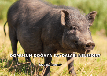 Domuzun Doğaya Faydaları Nelerdir?
