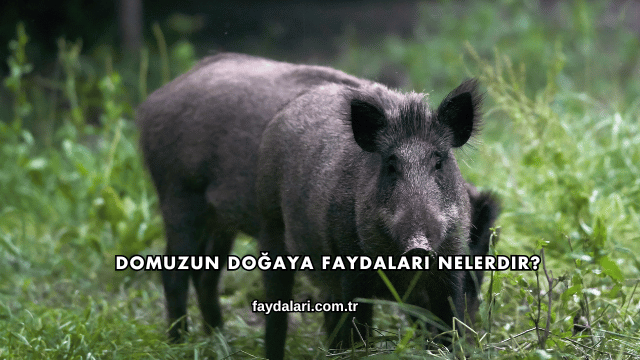 Domuzun Doğaya Faydaları Nelerdir?