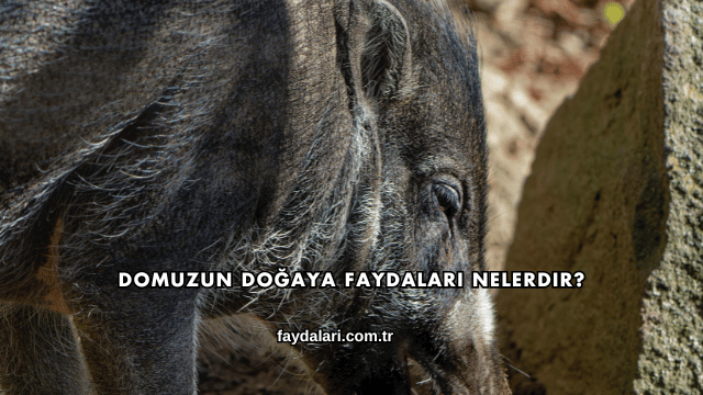 Domuzun Doğaya Faydaları Nelerdir?