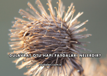 Dulavrat Otu Hapı Faydaları Nelerdir?