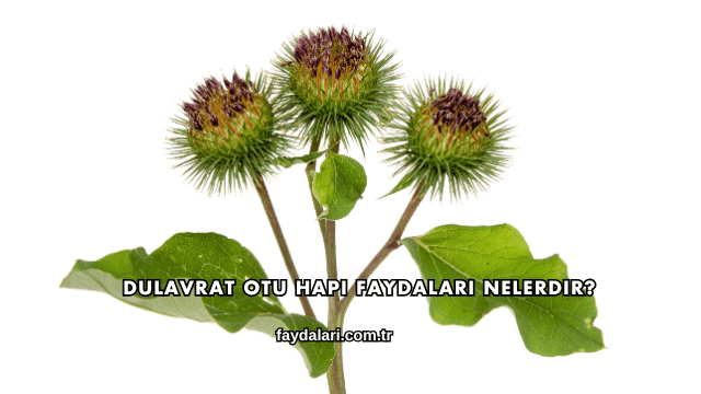 Dulavrat Otu Hapı Faydaları Nelerdir?