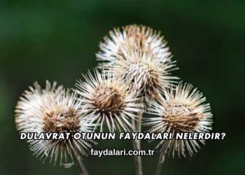 Dulavrat Otunun Faydaları Nelerdir?