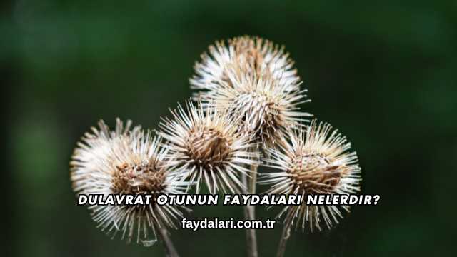 Dulavrat Otunun Faydaları Nelerdir?