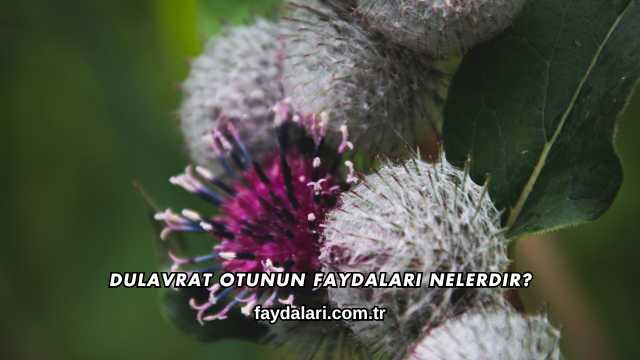 Dulavrat Otunun Faydaları Nelerdir?