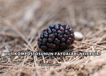 Dut Kompostosunun Faydaları Nelerdir?