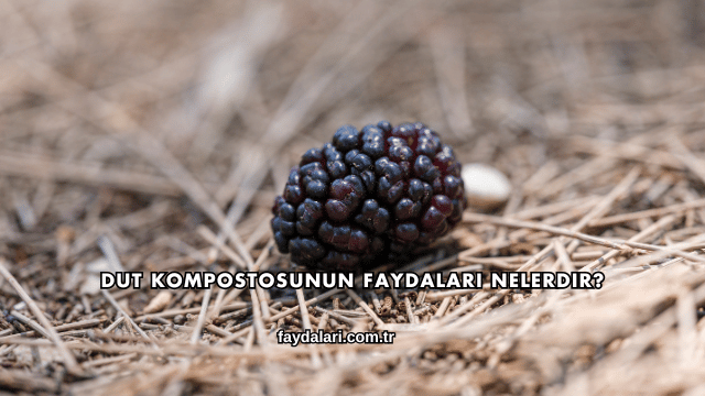 Dut Kompostosunun Faydaları Nelerdir?