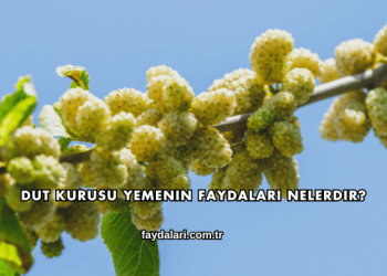 Dut Kurusu Yemenin Faydaları Nelerdir?