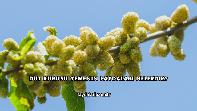 Dut Kurusu Yemenin Faydaları Nelerdir?