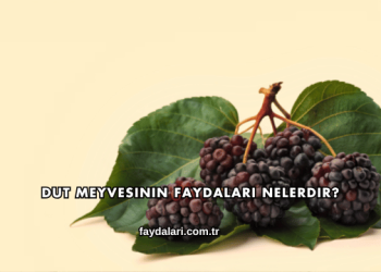 Dut Meyvesinin Faydaları Nelerdir?