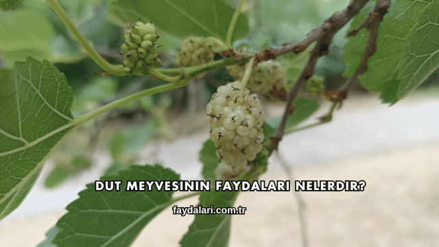 Dut Meyvesinin Faydaları Nelerdir?