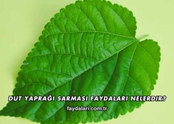 Dut Yaprağı Sarması Faydaları Nelerdir?