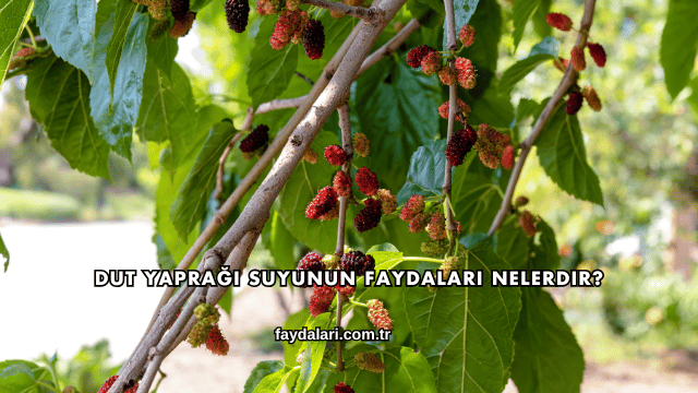 Dut Yaprağı Suyunun Faydaları Nelerdir?