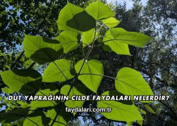 Dut Yaprağının Cilde Faydaları Nelerdir?
