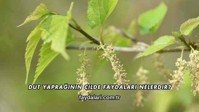 Dut Yaprağının Cilde Faydaları Nelerdir?