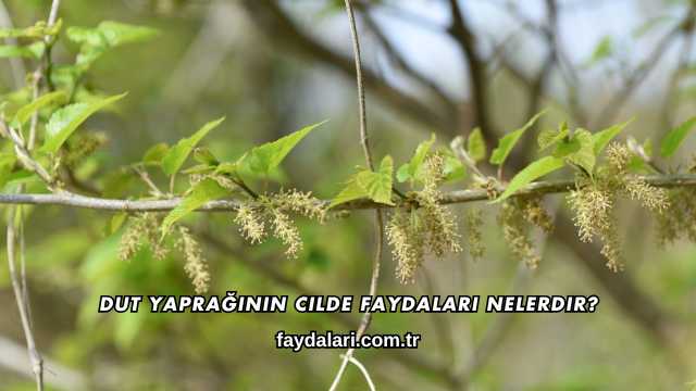 Dut Yaprağının Cilde Faydaları Nelerdir?