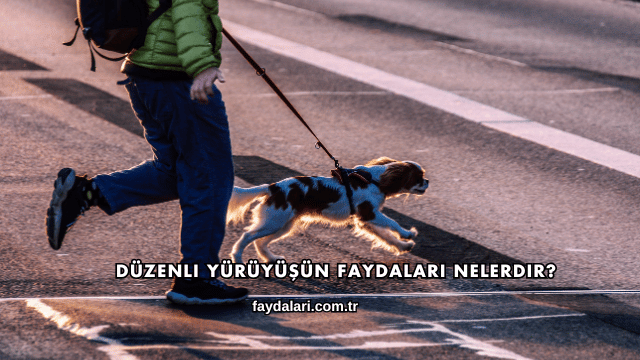 Düzenli Yürüyüşün Faydaları Nelerdir?