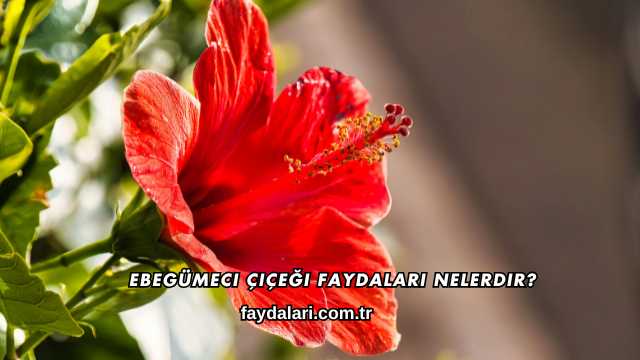 Ebegümeci Çiçeği Faydaları Nelerdir?