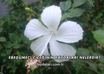 Ebegümeci Çiçeğinin Faydaları Nelerdir?