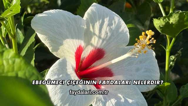 Ebegümeci Çiçeğinin Faydaları Nelerdir?